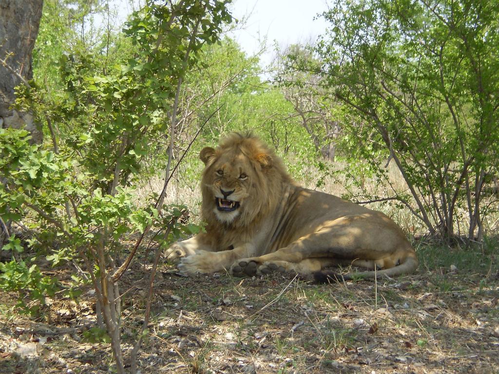 Manzini River House - Mjejane Private Game Reserve, Greater Kruger National Park هكتورسبروت المظهر الخارجي الصورة
